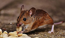 24 Hour & Emergency Exterminators in Maitland, WV